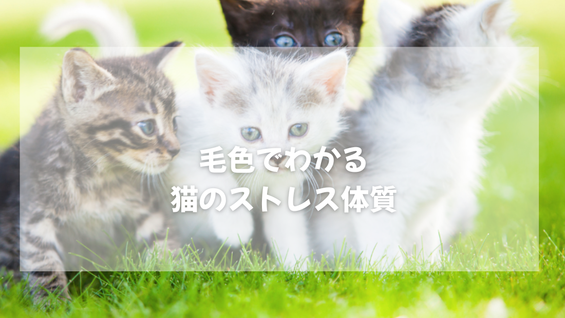 毛色でわかる 猫のストレス体質【獣医師がやさしく解説】