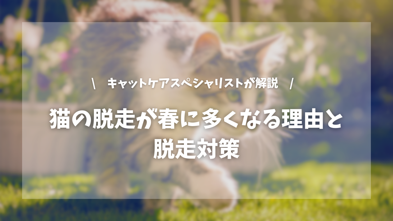 猫の脱走が春に多くなる理由と脱走対策【キャットケアスペシャリストが解説!】