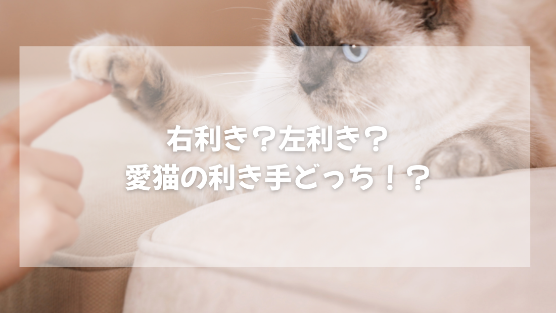 右利き?左利き?  愛猫の利き手どっち!?【獣医師がやさしく解説】