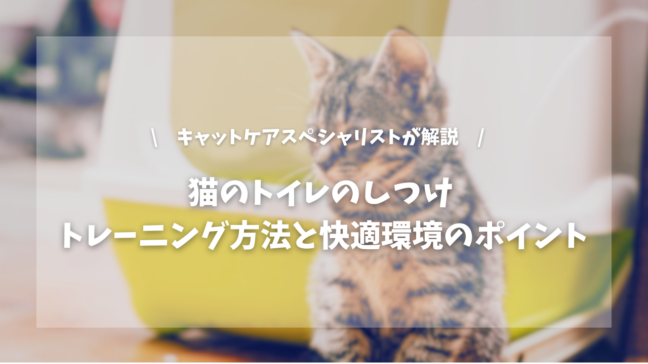 猫のトイレのしつけ トレーニング方法と快適環境のポイント【キャットケアスペシャリストが解説!】
