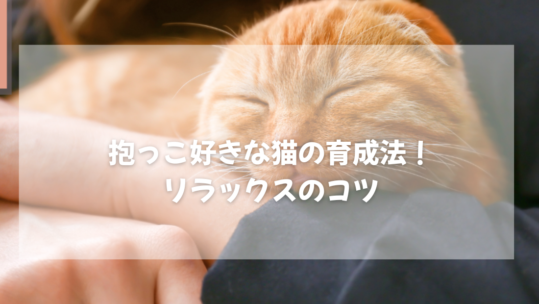 抱っこ好きな猫の育成法!  リラックスのコツ 【獣医師がやさしく解説】