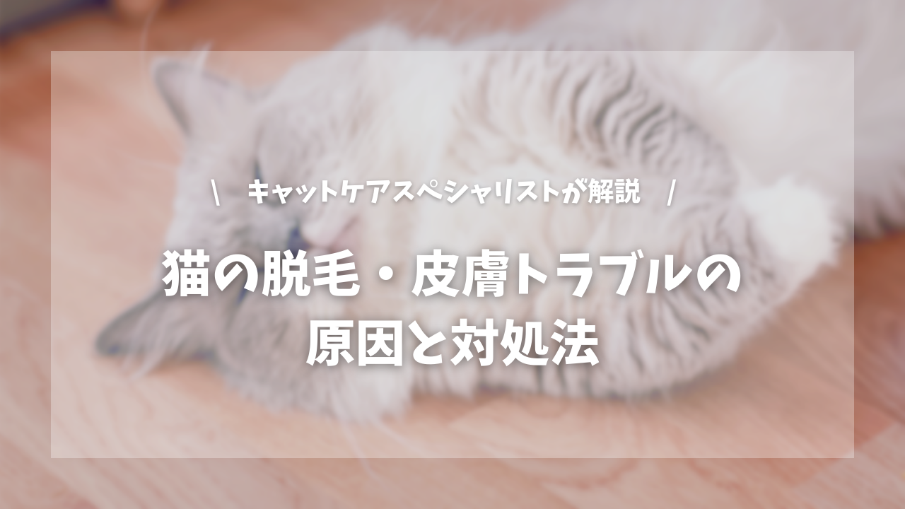 猫のからだにハゲがある?猫の脱毛・皮膚トラブルの原因と対処法【キャットケアスペシャリストが解説!】