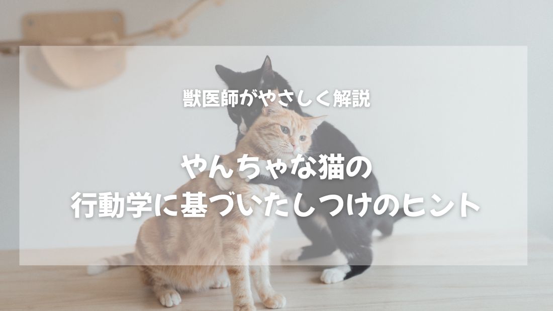 やんちゃな猫の行動学に基づいたしつけのヒント【獣医師がやさしく解説】