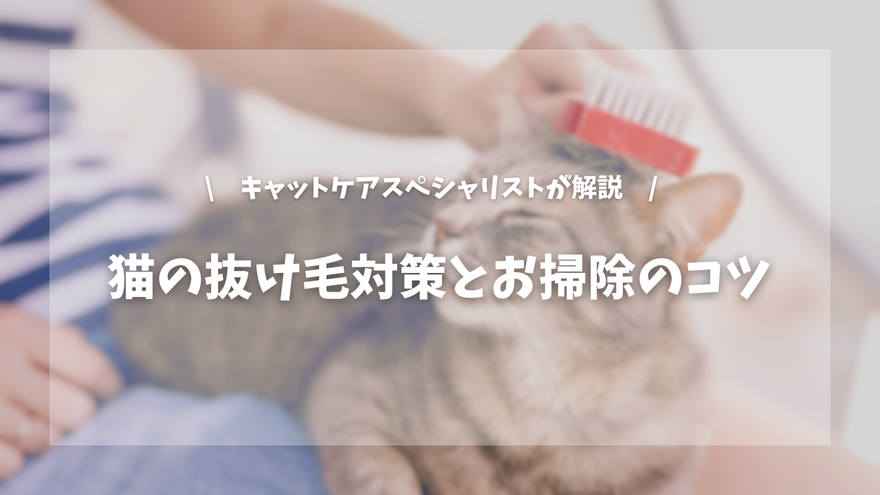猫の抜け毛対策とお掃除のコツ【キャットケアスペシャリストが解説!】