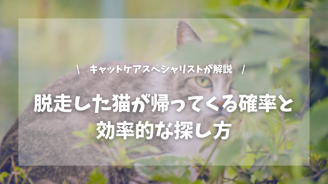脱走した猫が帰ってくる確率と効率的な探し方【キャットケアスペシャリストが解説!】