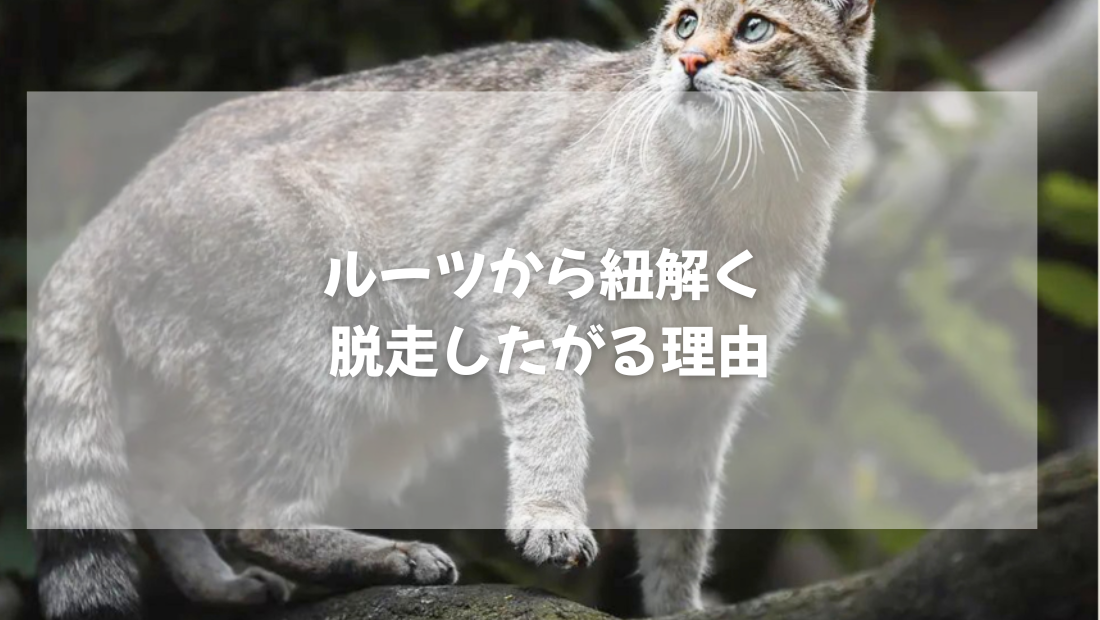 ルーツから紐解く 脱走したがる理由【獣医師がやさしく解説】