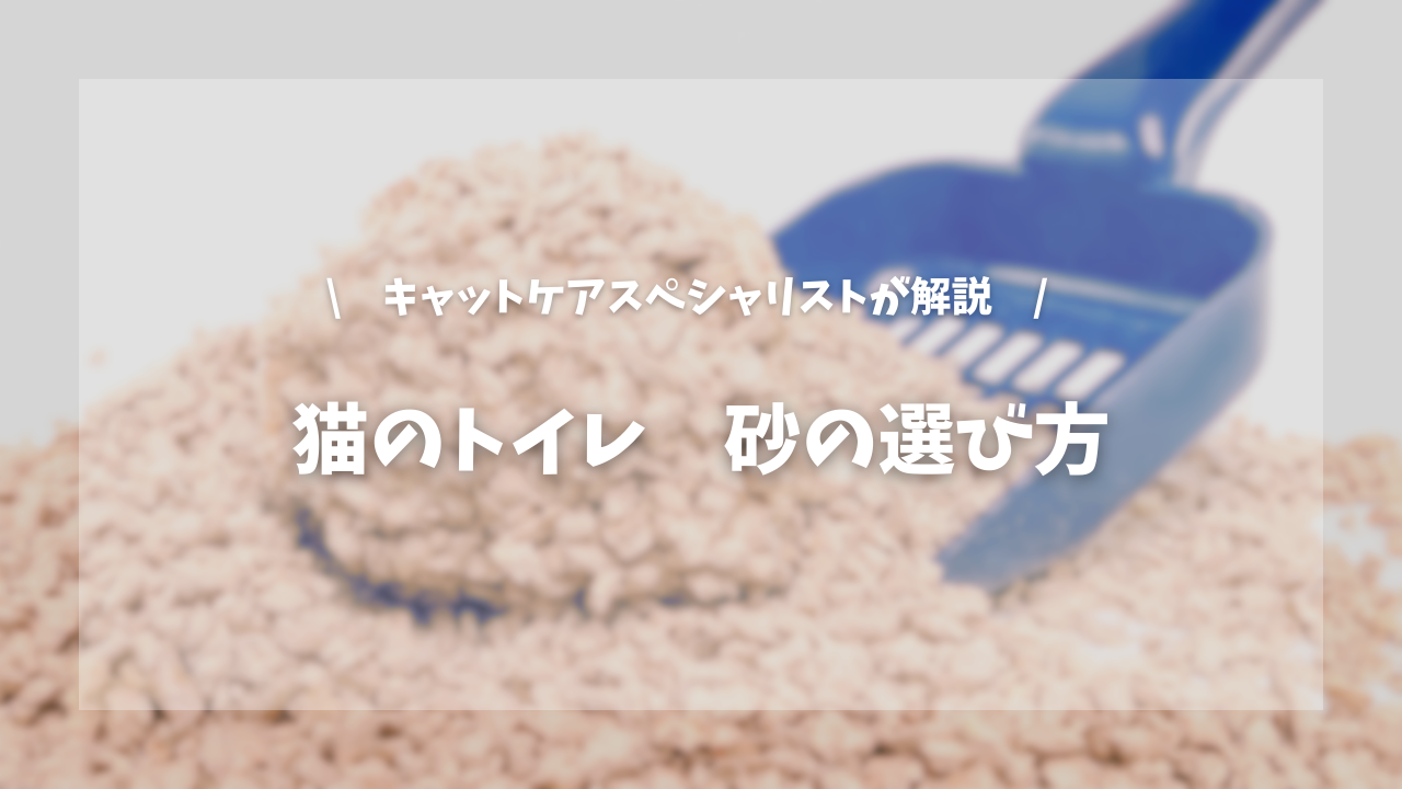猫のトイレ 砂の選び方【キャットケアスペシャリストが解説!】