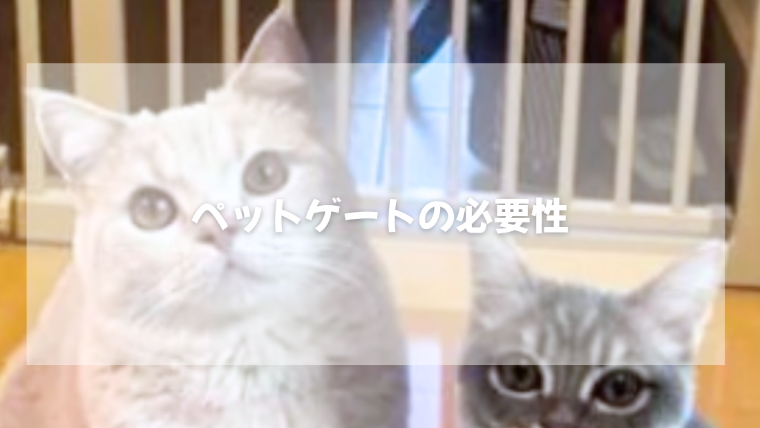 猫との暮らし ペットゲートの必要性【獣医師がやさしく解説】