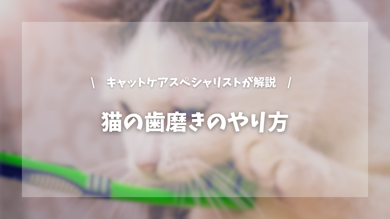 猫の歯磨きのやり方 猫の歯磨きは必要なのか?【キャットケアスペシャリストが解説!】