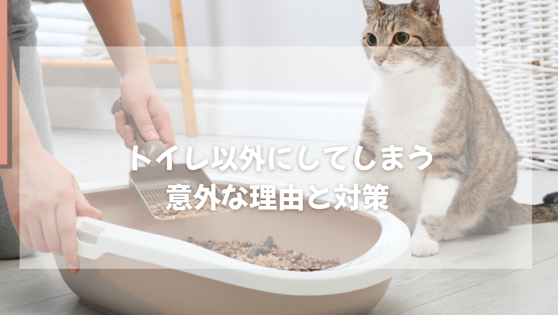 猫がトイレ以外にしてしまう  意外な理由と対策 【獣医師がやさしく解説】