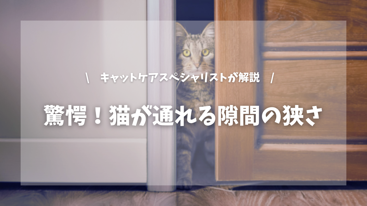 猫が脱走できる隙間の狭さと危険な場所の探し方【キャットケアスペシャリストが解説!】