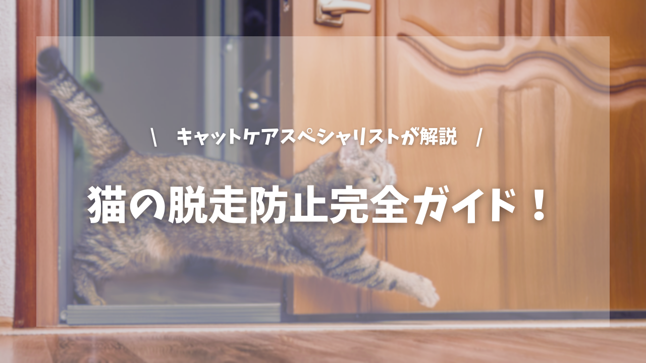 猫の脱走を防ぐための完全ガイド!【キャットケアスペシャリストが解説!】