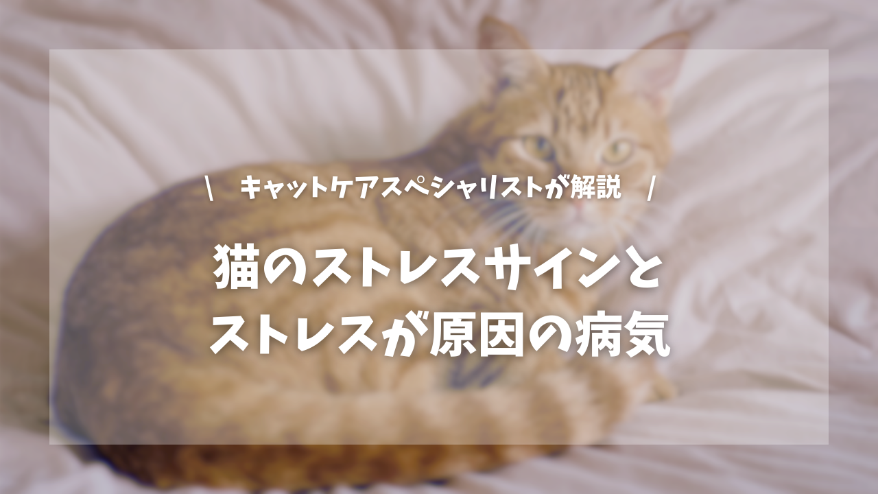 猫のストレスサインとストレスが原因の病気【キャットケアスペシャリストが解説!】