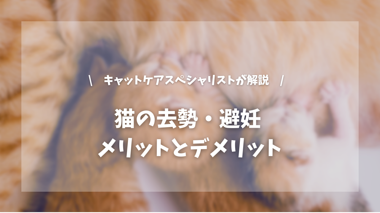 猫の去勢・避妊 メリットとデメリット【キャットケアスペシャリストが解説!】