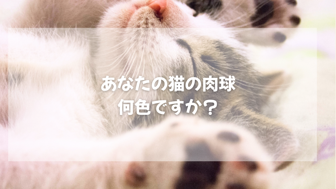 あなたの猫の肉球、 何色ですか?知ってびっくり【獣医師がやさしく解説】