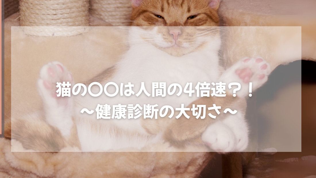猫の〇〇は人間の4倍速?!  ~健康診断の大切さ~ 【獣医師がやさしく解説】