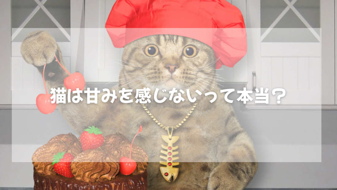 猫は甘みを感じないって本当?【獣医師がやさしく解説】