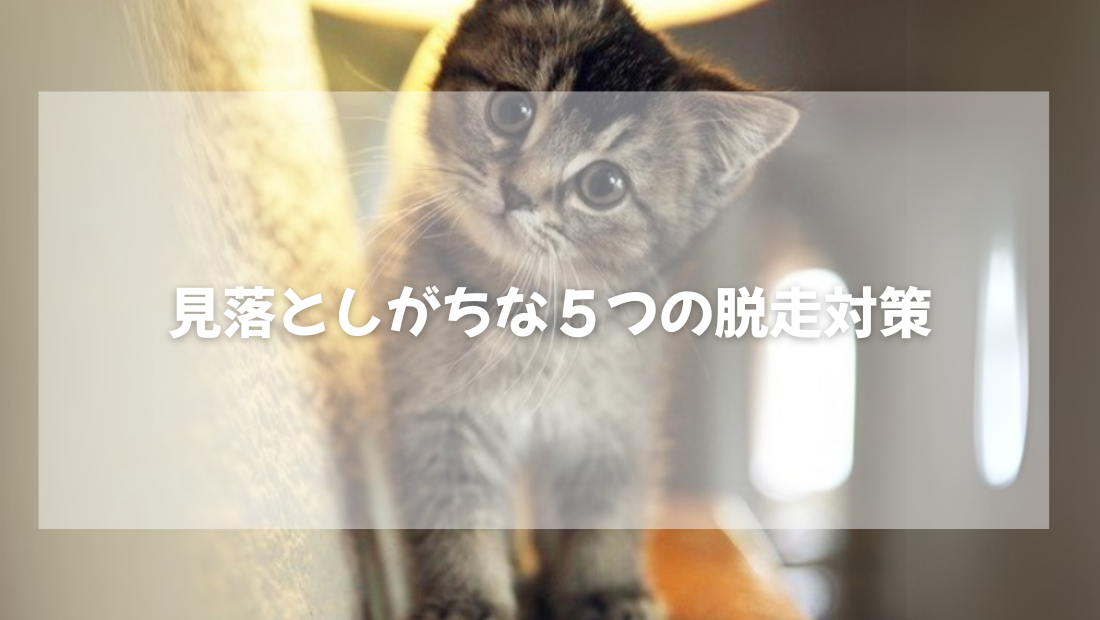 見落としがちな 5つの猫の脱走対策【獣医師がやさしく解説】