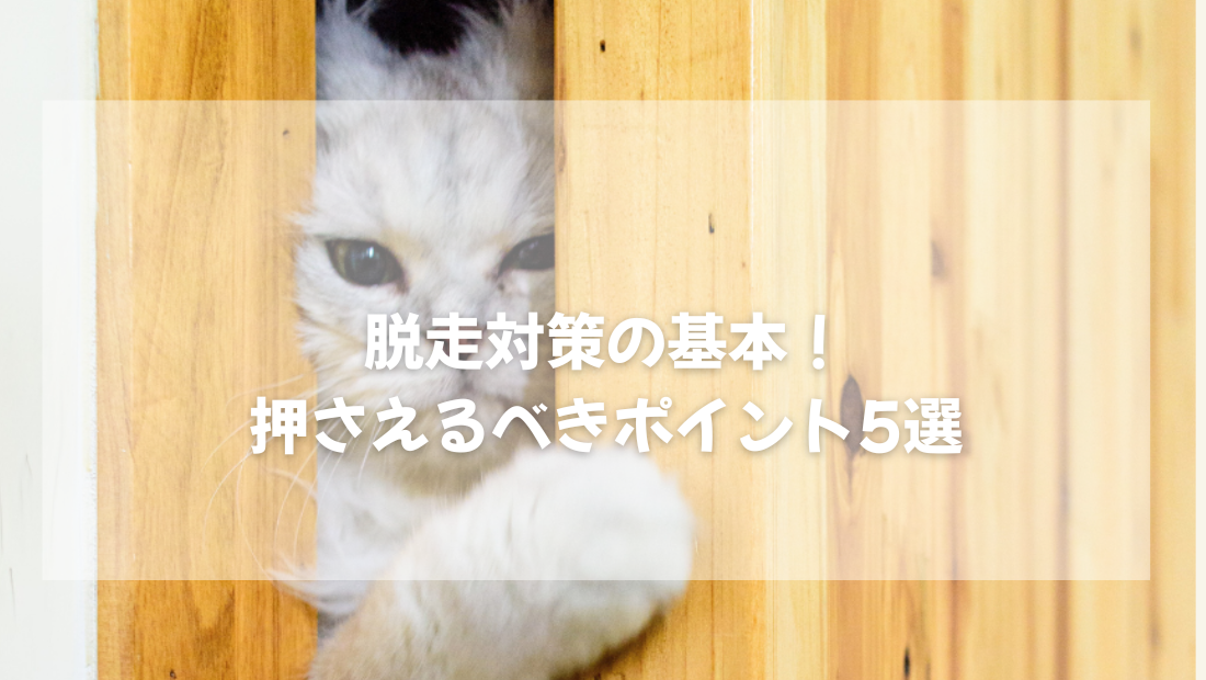 猫脱走対策の基本!押さえるべきポイント5選【獣医師がやさしく解説】