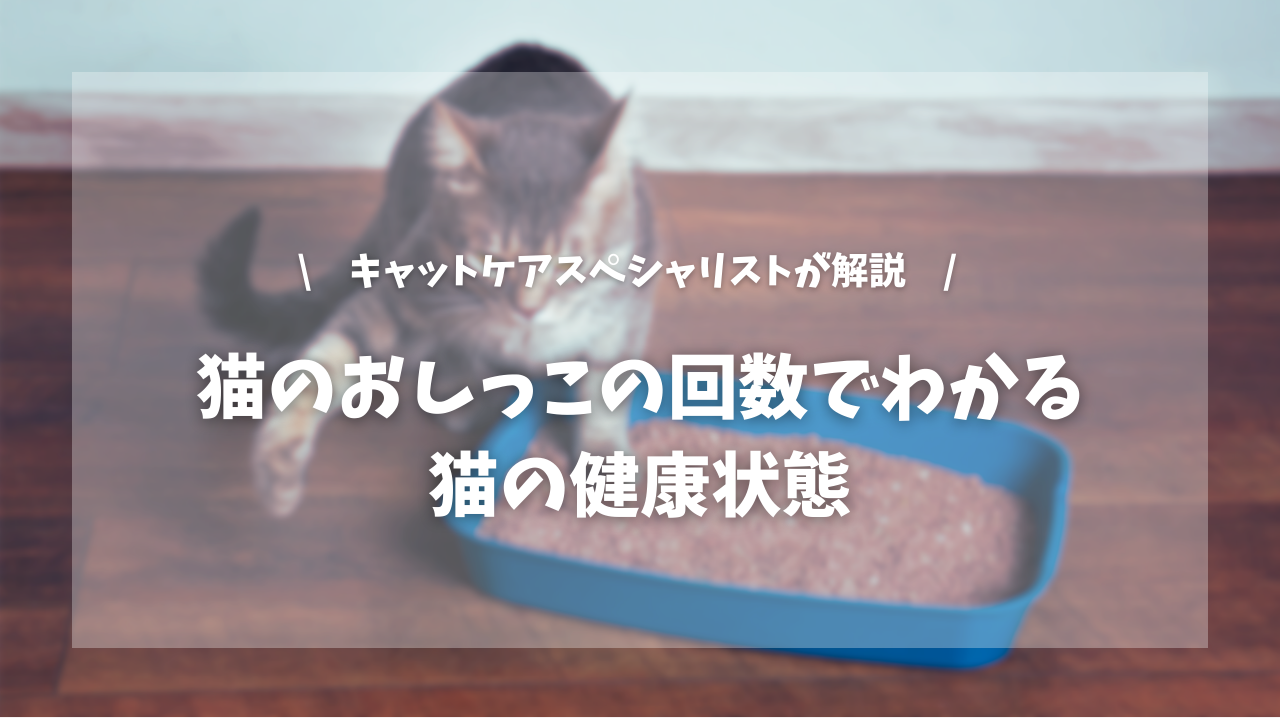 猫のおしっこの回数でわかる猫の健康状態【キャットケアスペシャリストが解説!】
