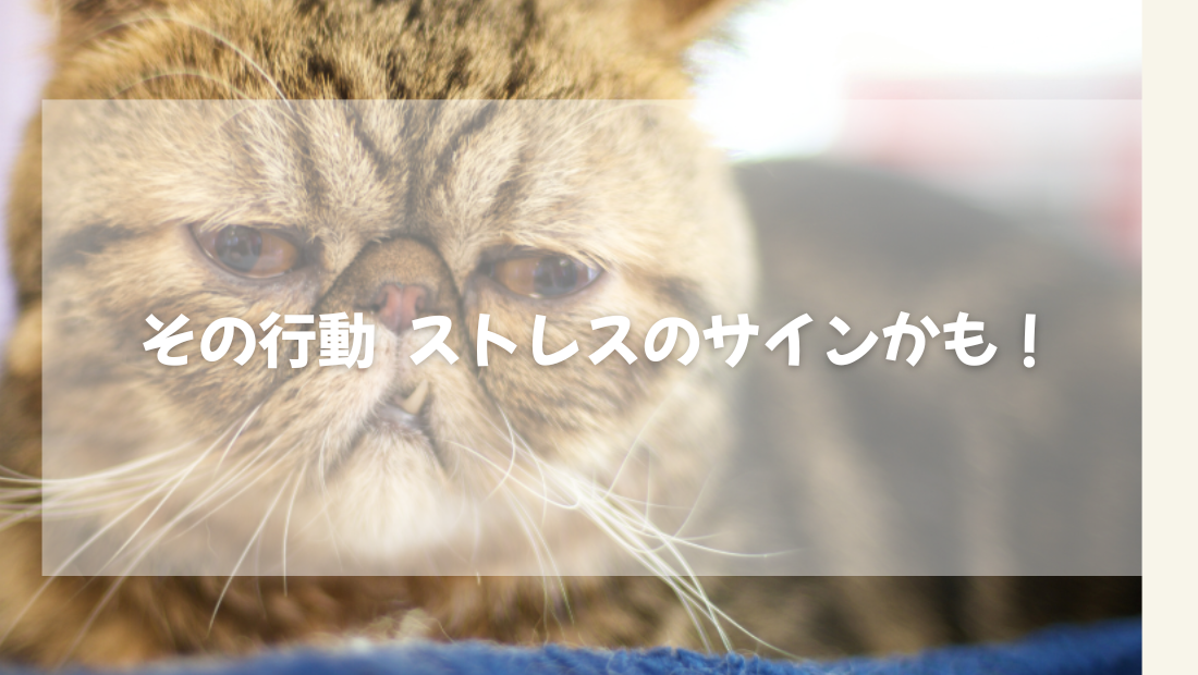 猫のその行動 ストレスのサインかも!【獣医師がやさしく解説】