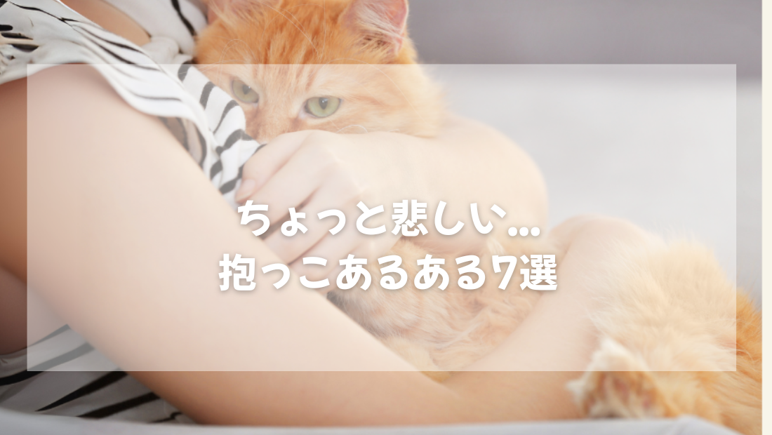 ちょっと悲しい... 猫の抱っこあるある7選 【獣医師がやさしく解説】