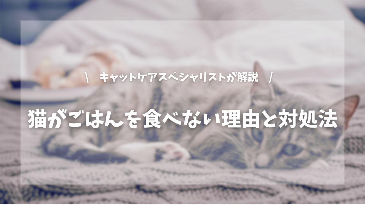 猫がごはんを食べない理由と対処法【キャットケアスペシャリストが解説!】