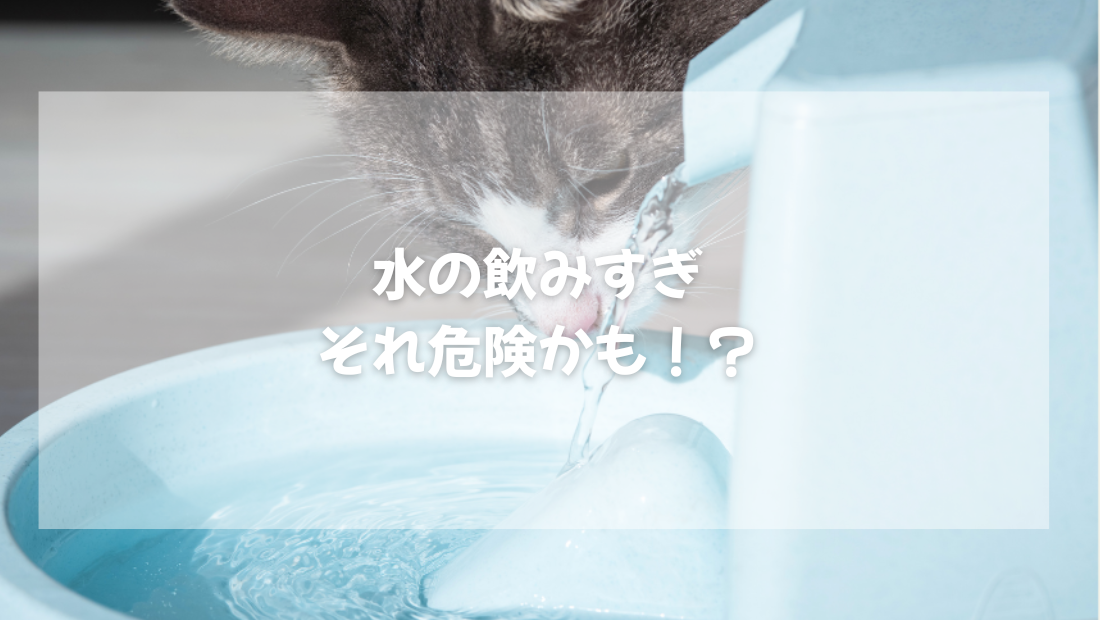 猫の水の飲みすぎ それ危険かも!?【獣医師がやさしく解説】