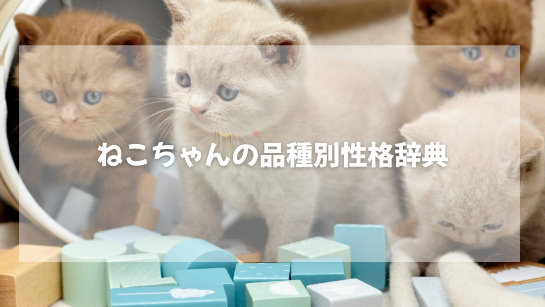 猫ちゃんの品種別性格辞典【獣医師がやさしく解説】
