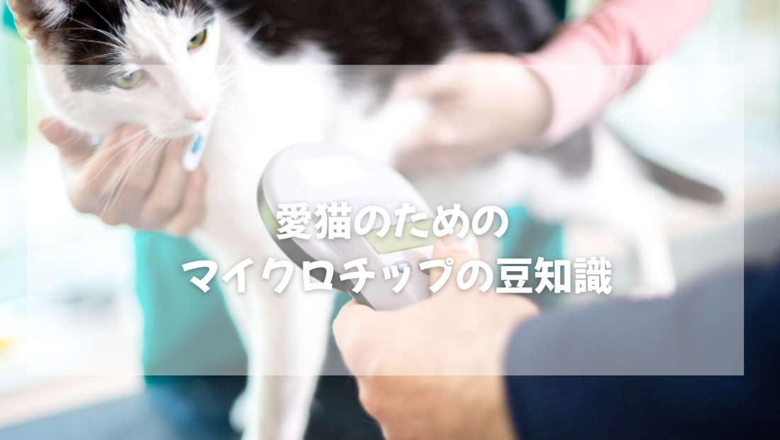 愛猫のための マイクロチップの豆知識【獣医師がやさしく解説】