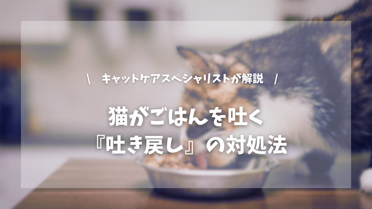 猫がごはんを吐く『吐き戻し』の対処法【キャットケアスペシャリストが解説!】