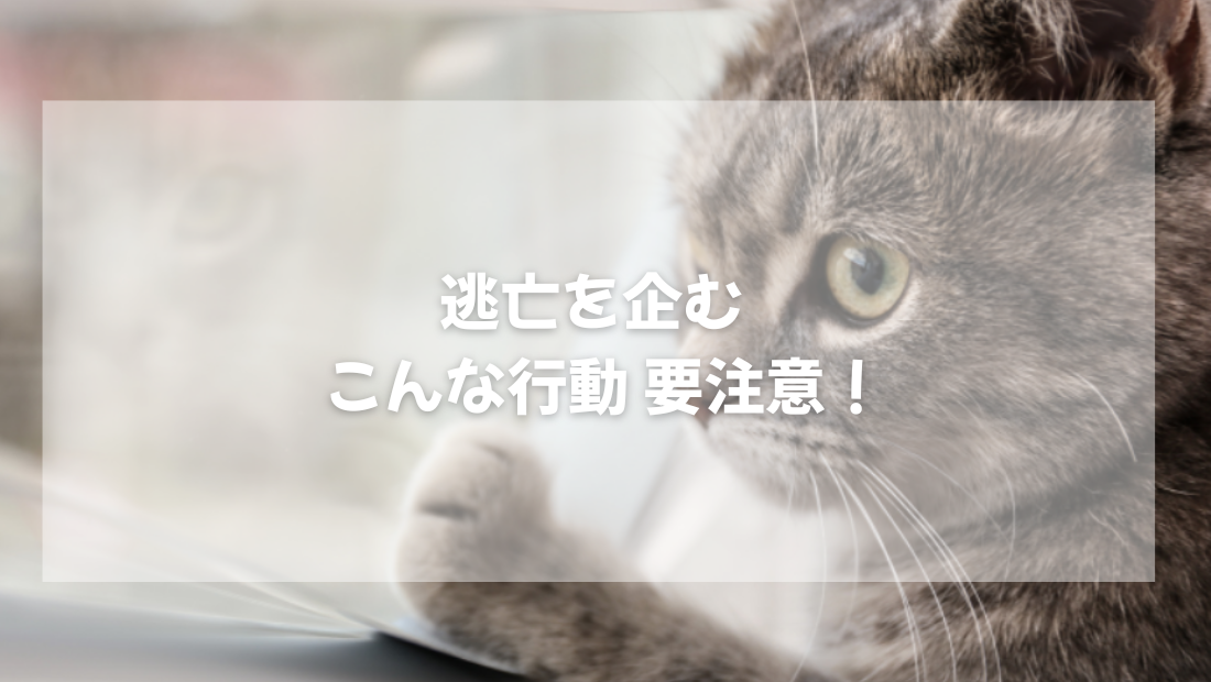 逃亡を企む  猫のこんな行動 要注意!【獣医師がやさしく解説】