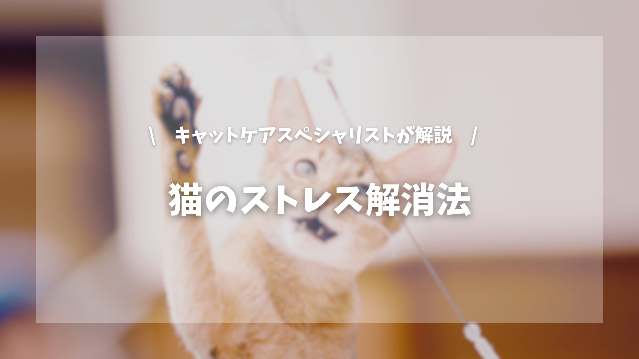 猫のストレス解消法【キャットケアスペシャリストが解説!】