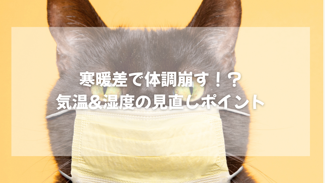 猫は寒暖差で体調崩す!? 気温&湿度の見直しポイント【獣医師がやさしく解説】