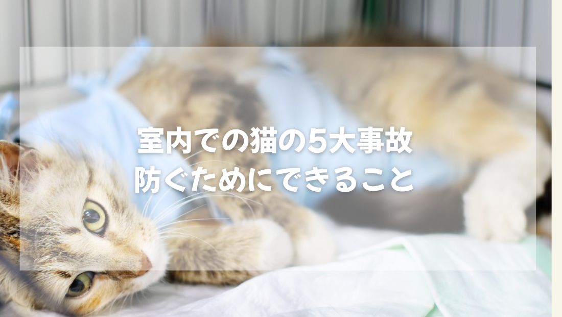 室内での猫の5大事故 防ぐためにできること【獣医師が優しく解説】
