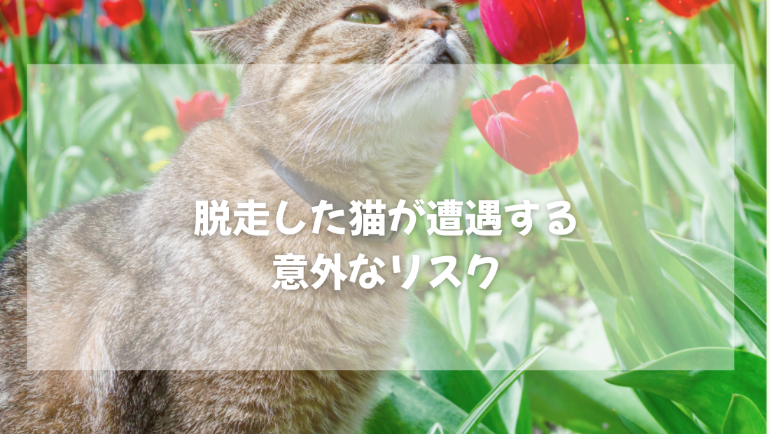 脱走した猫が遭遇する  意外なリスク 【獣医師がやさしく解説】