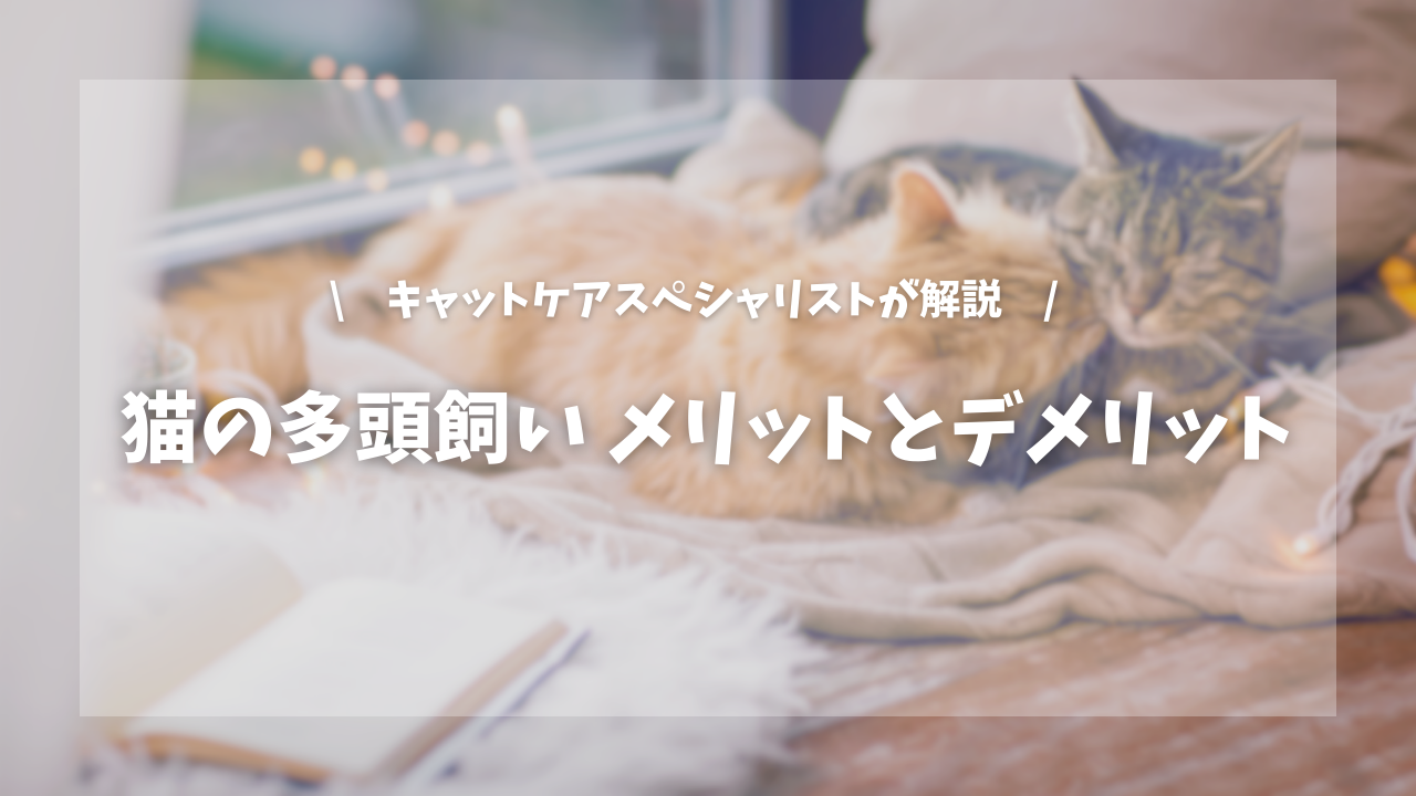 猫の多頭飼い メリットとデメリット【キャットケアスペシャリストが解説!】