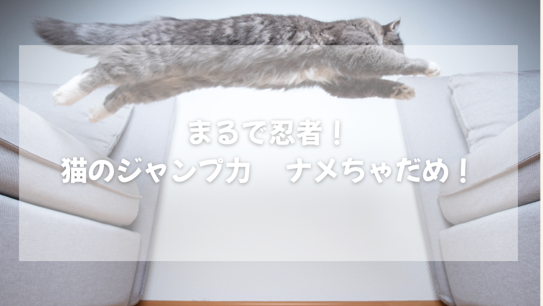まるで忍者! 猫のジャンプ力  ナメちゃだめ!【獣医師がやさしく解説】