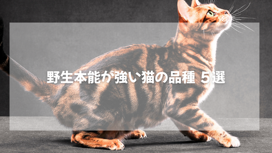 野生本能が強い猫の品種 ５選　【獣医師がやさしく解説】