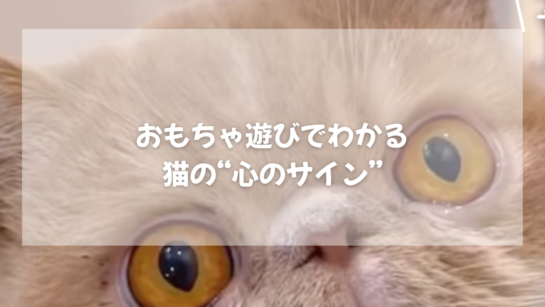 おもちゃ遊びでわかる猫の“心のサイン”　【獣医師がやさしく解説】