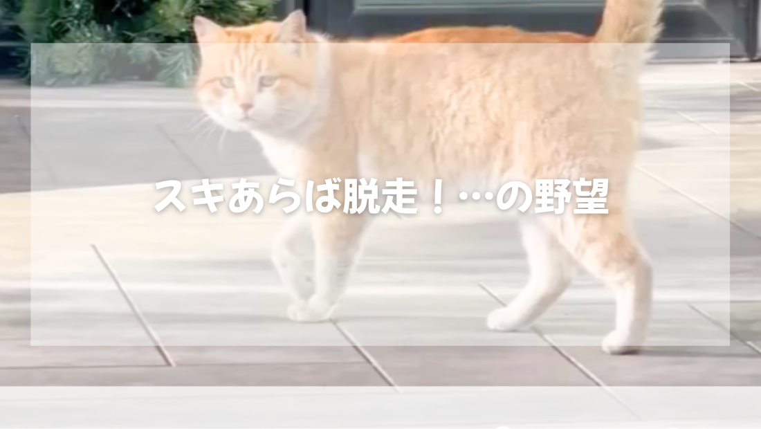 スキあらば脱走！…の野望【獣医師がやさしく解説】