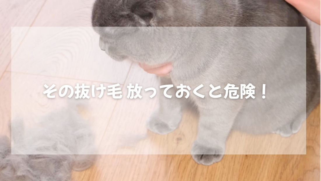 猫のその抜け毛 放っておくと危険！ 【獣医師がやさしく解説】
