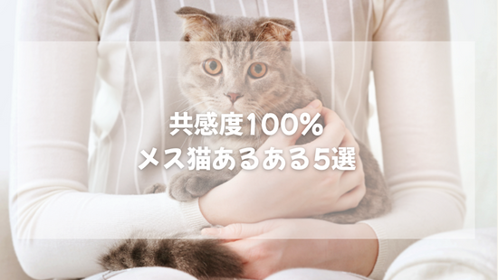 共感度100％ メス猫あるある5選【獣医師がやさしく解説】