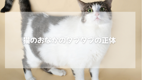 猫のおなかのタプタプの正体・・・【獣医師がやさしく解説】
