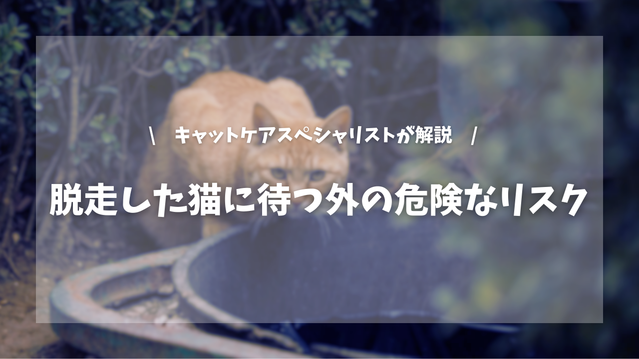 脱走した猫に待つ外の危険なリスク【キャットケアスペシャリストが解説！】