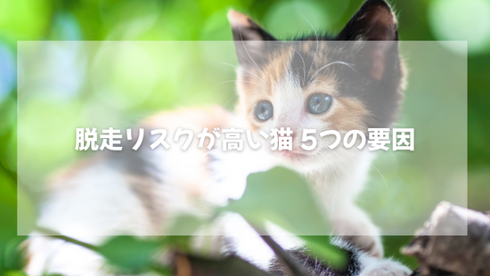 脱走リスクが高い猫 5つの要因【獣医師がやさしく解説】