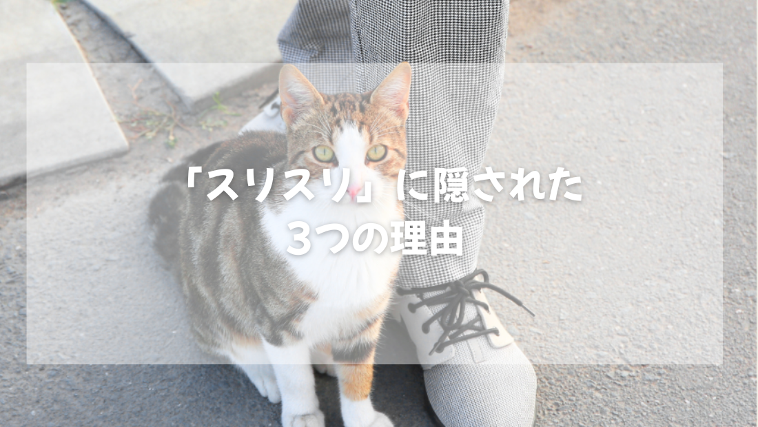 猫の「スリスリ」に隠された3つの理由【獣医師がやさしく解説】