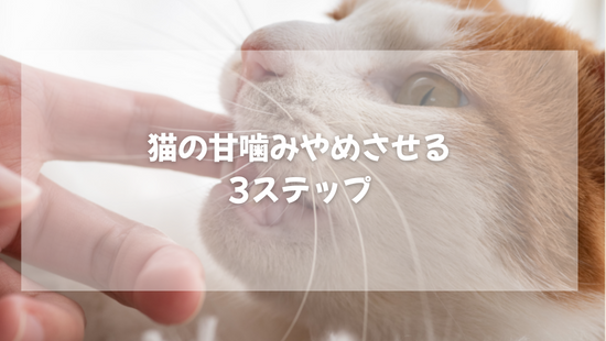 猫の甘噛み やめさせる3ステップ【獣医師がやさしく解説】
