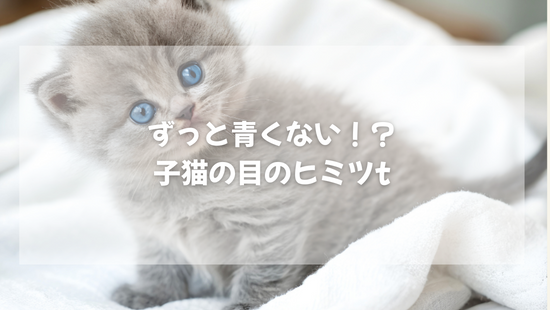 ずっと青くない！？  子猫の目のヒミツ　【獣医師がやさしく解説】
