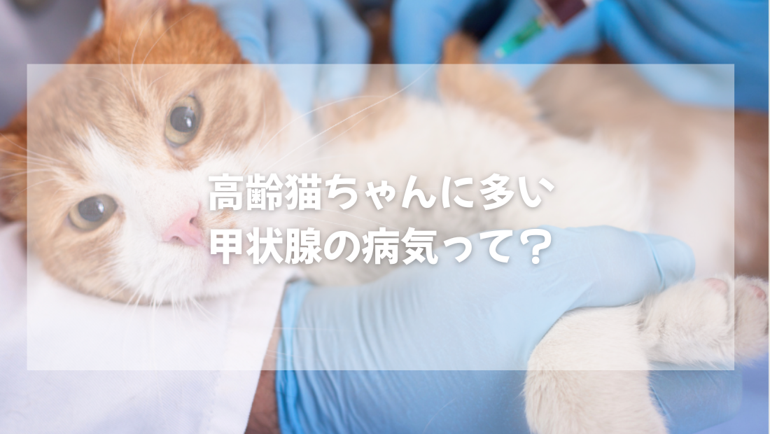 高齢猫ちゃんに多い甲状腺の病気って？【獣医師がやさしく解説】
